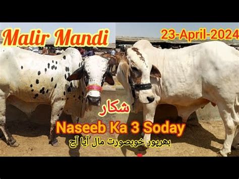 Malir Cow Mandi Rates Update Or Naseeb Ka Soda In Malir Mandi 23 April