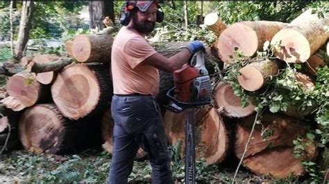 Operaio Muore Schiacciato Da Un Albero