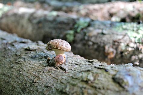 How To Grow Shiitake Mushrooms