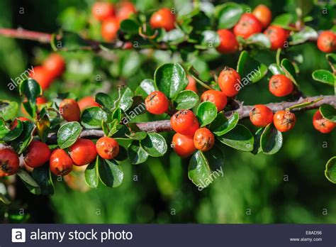 Cotoneaster Bush Stock Photo - Alamy