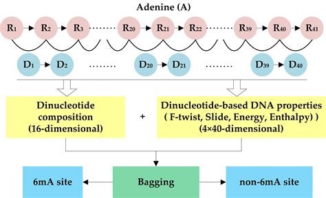 Genes Free Full Text I6ma Dncp Computational Identification Of Dna