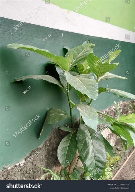 African Leaves Shrubs Originating African Continent Stock Photo