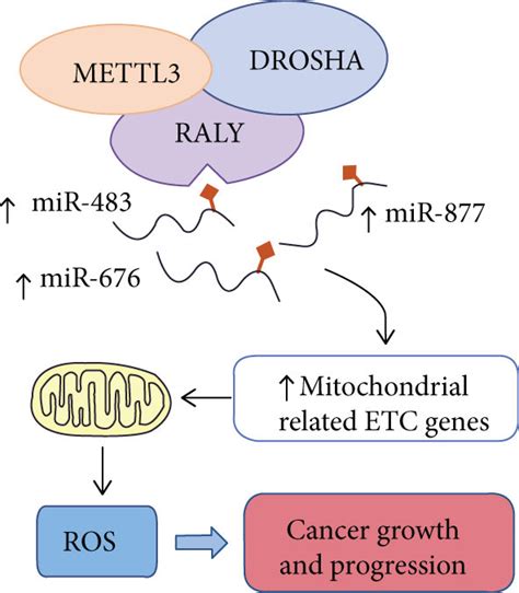 The Interplay Between M A And Oxidative Stress A Ros Affect M A