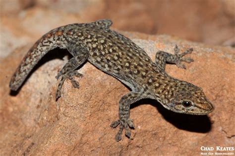 Spotted Dwarf Gecko Lygodactylus Ocellatus Next Gen Herpetologist