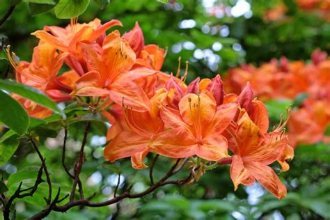 Guide to Azalea Shrub Care - MyGardenLife