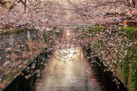 Premium Photo Cherry Blossom Or Sakura At Meguro Canal In Tokyo Japan