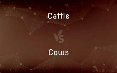 Cattle vs. Cows — What’s the Difference?