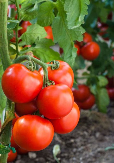 Pomato plants 🍅 🥔 The fascinating fusion of tomatoes and potatoes