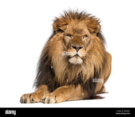 Lion lying down, facing, Panthera Leo, 10 years old, against white ...