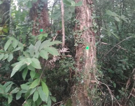 Royan Agglo une pétition contre labattage de 42 arbres sur le