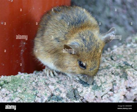 Shrew mouse hi-res stock photography and images - Alamy