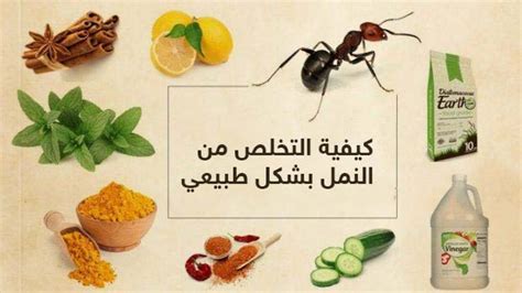 طريقة التخلص من النمل في المنزل دون قتله بالملح