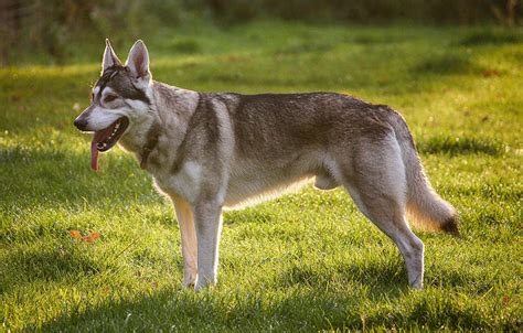 11 Dogs That Look Like Wolves The Best Wolf Dog Breeds