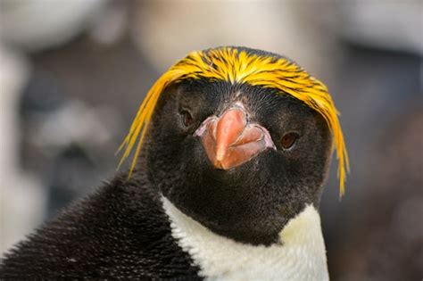 Macaroni penguin portrait in antarctica | Premium Photo