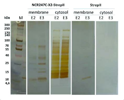 Sds Gel Electrophoresis Of Proteins Eluted From Strep Tactin