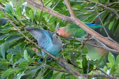 Avian Rights Activist Love Birds Beautiful Birds Mossy Tree Under