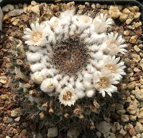 Mammillaria Chionocephala Il Fiore Tra Le Spine