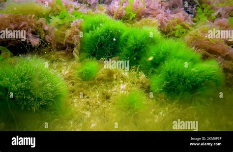 Macrophytes Red And Green Algae Ceramium Cladophora Ulva