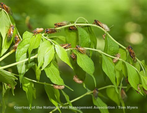 Cicada Brood X What To Expect From Cicadas In 2021