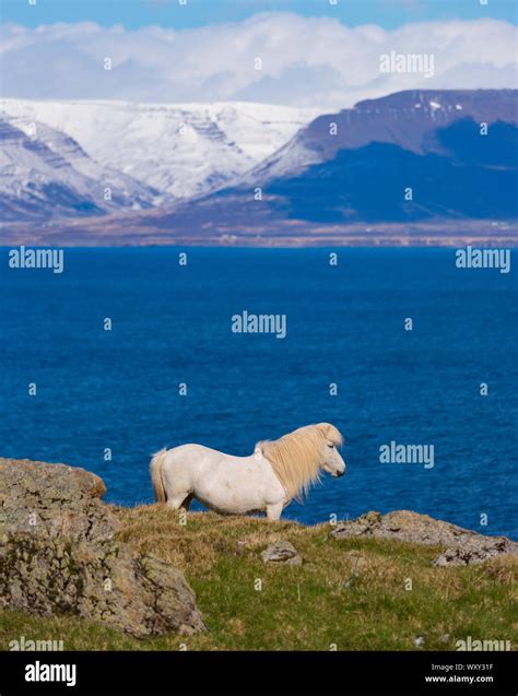 Iceland Landscape Horse Hi Res Stock Photography And Images Alamy