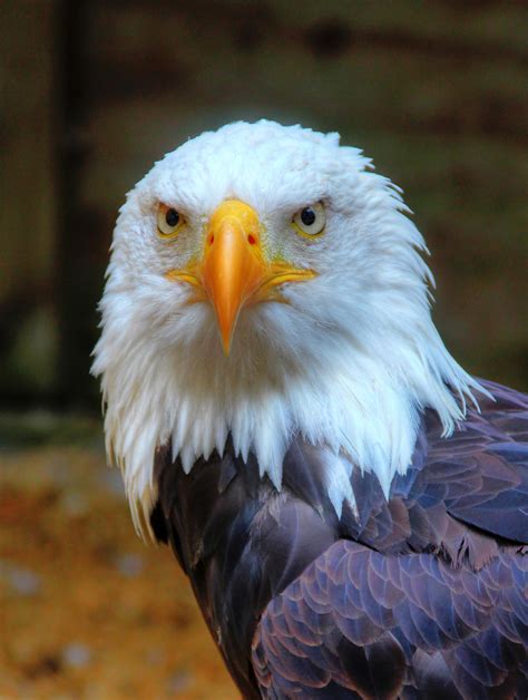 Bald Eagle Portrait By S Kmp On Deviantart