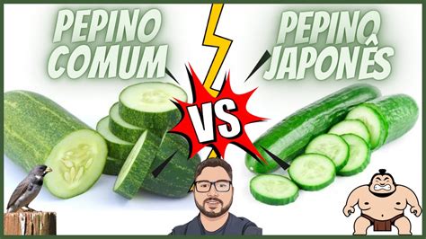 PEPINO COMUM OU JAPONÊS PARA PÁSSAROS QUAL O MELHOR YouTube