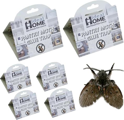 Clothing Moth Traps With Pheromones Pantry Moth Trap Ecofriendly