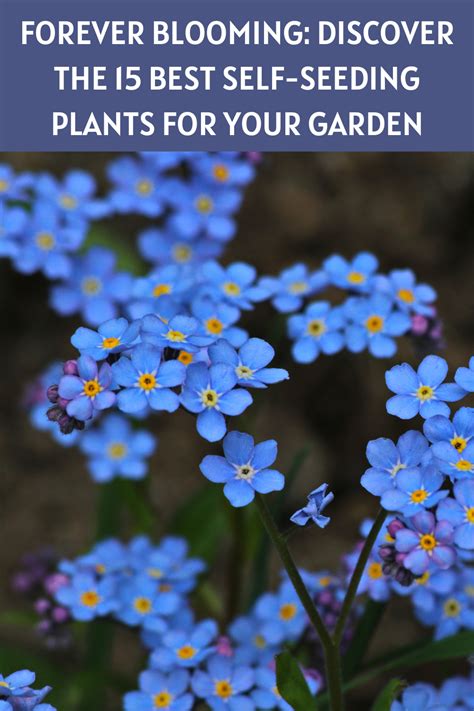 Forever Blooming Discover The 15 Best Self Seeding Plants For Your