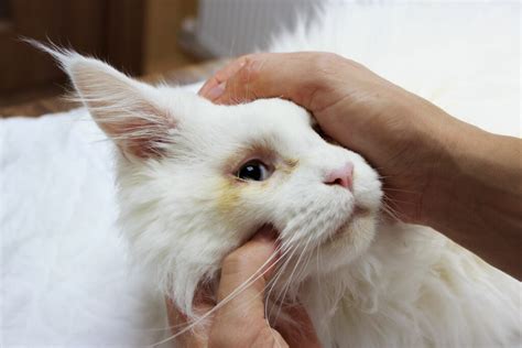 Bindehautentz Ndung Katze Tierklinik Rostock