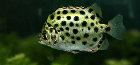 Aquarium Grouper Choices Tropical Fish Hobbyist Magazine