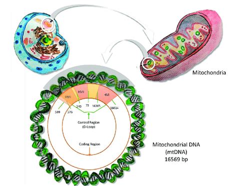 Mtdna Location And Structure Download Scientific Diagram