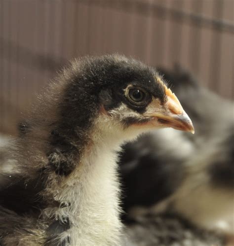 Black Copper Marans Time Progression Of Sexing Updated With Weeks 1 3 Pictures Page 25