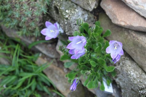 Campanula Tridentata Les Alpines Au Qu Bec