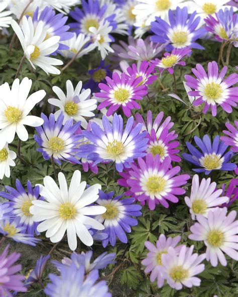 Anemone Blanda Mixed Colours Bulbs — Buy Mixed Winter Windflowers