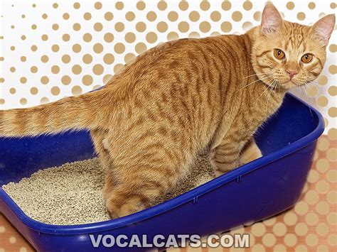 Cat Scratching Litter Box Excessively 10 Reasons Why What To Do