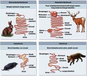 Carnivore Digestive System Vs Human - TayloroiGreen