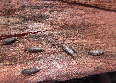 Cómo Encontrar El Nido De Los Pececillos De Plata Microscopio pro