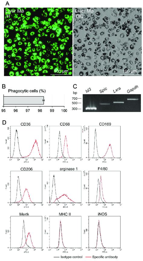 Propagated liver Mø using the mixed culture have identical properties