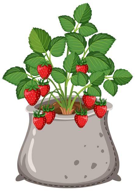 Premium Vector Strawberry Plant Isolated Growing In The Bag