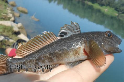 What Fish Are In Lake Erie A Comprehensive List Of Species Fish And