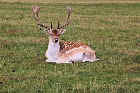 A Close Up Of A Fallow Deer 12621657 Stock Photo At Vecteezy