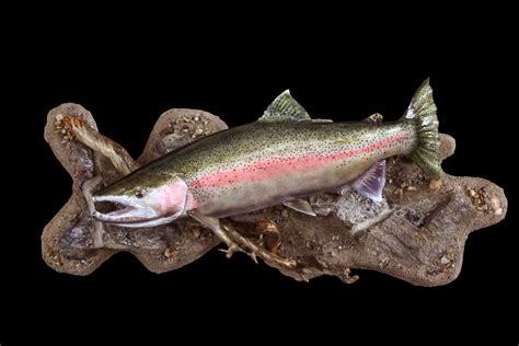 Steelhead Trout — WILDLIFE RECAPTURE TAXIDERMY