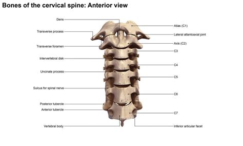 Sports Related Neck Injuries - Atlanta Brain and Spine Care