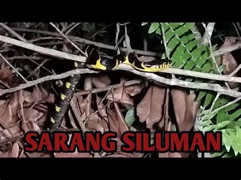 Live Misteri Sarang Siluman Youtube