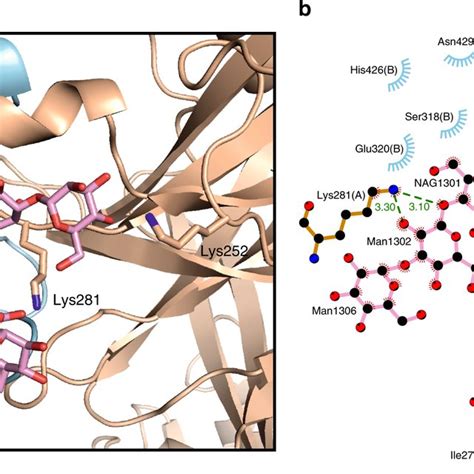 MALS And SDS PAGE Of Drosophila Class1 And Class 2 Semaphorins