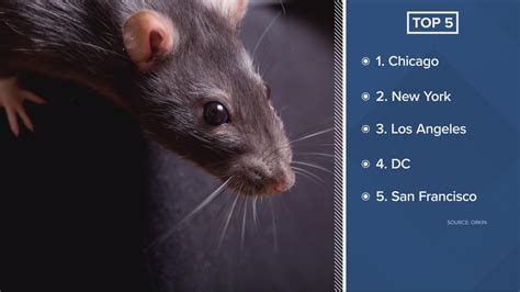 Rattiest Cities In The Us Ranked