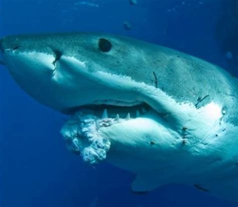 Sharks Do Get Cancer Tumor Found In Great White Live Science