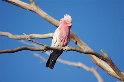 Australia Galah Bird - Free photo on Pixabay