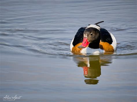 Tadorne De Belon Belon Shelduck Alan Spirit Photographie Flickr