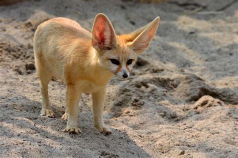 Inter-species sex helped desert foxes take the heat